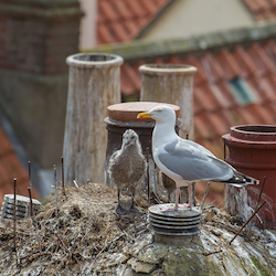 Vogelnest verwijderen #gemeente##